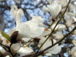 Magnolienblüten München Magnolienblüten München
