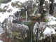 Schneebild