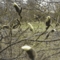 Magnolienblüten April 2006